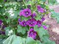 Malva sylvestris subsp. mauritiana